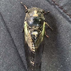 Neotibicen lyricen engelhardti