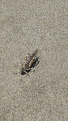 Sphingonotus personatus