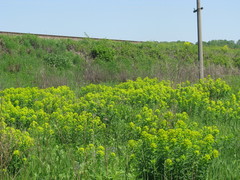 Euphorbia semivillosa