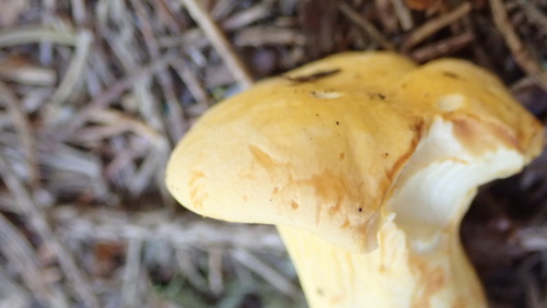kuriatko jedlé (Cantharellus cibarius)