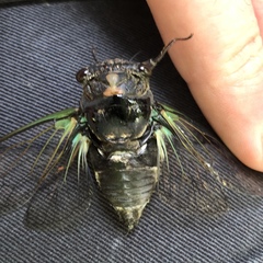 Neotibicen lyricen engelhardti