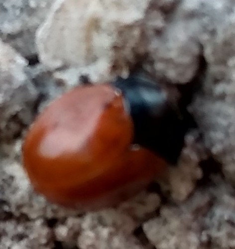 Common Sieve Tortoise Beetle photo 5