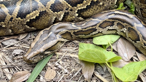 Burmese Python