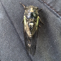 Neotibicen lyricen engelhardti