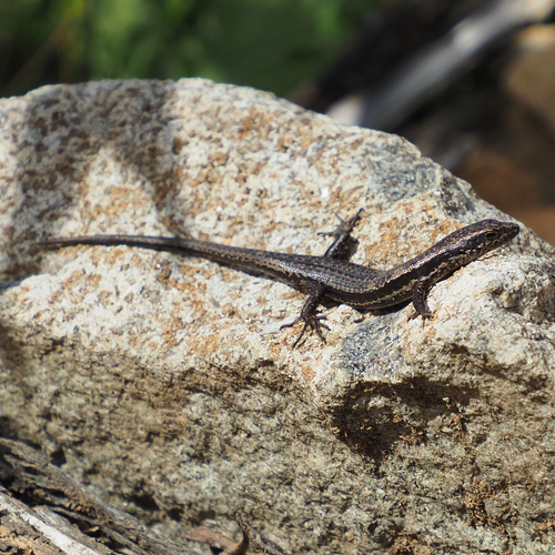 Agile Cool-skink