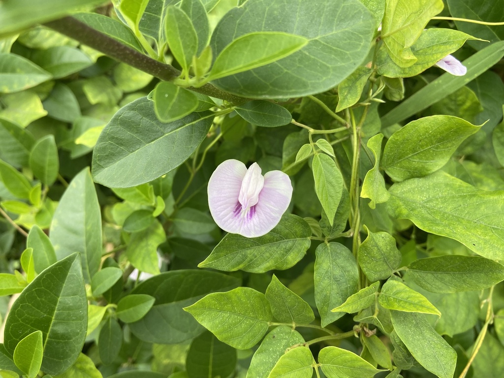 Foto de Cuandu