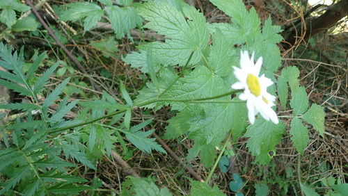 rimbaba chocholíkatá (Tanacetum corymbosum)