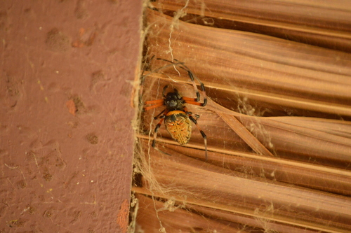 African Hermit Spider