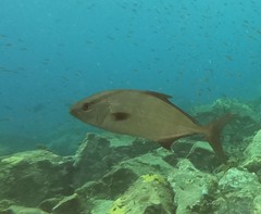 Seriola rivoliana