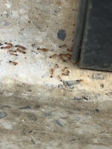 Destroyer Ant