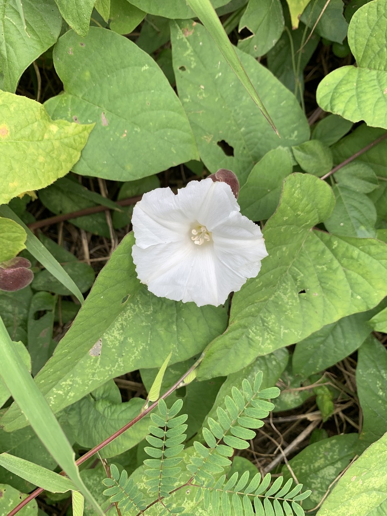 Foto de Batata-de-purga