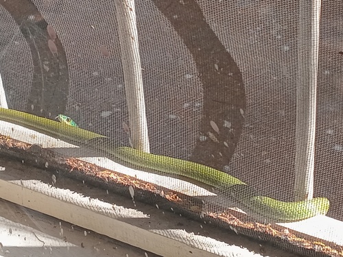 Common Bush Snake