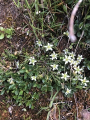 Moehringia ciliata