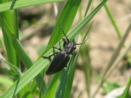 Dorcadion carinatum