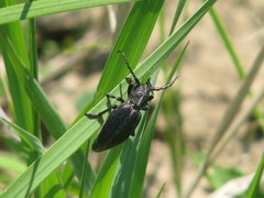 Dorcadion carinatum