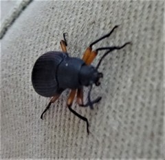 Haplandrus fulvipes