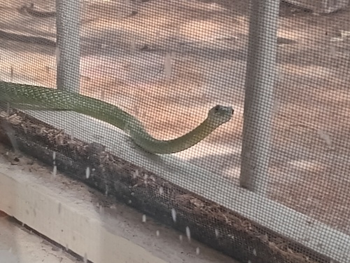 Common Bush Snake