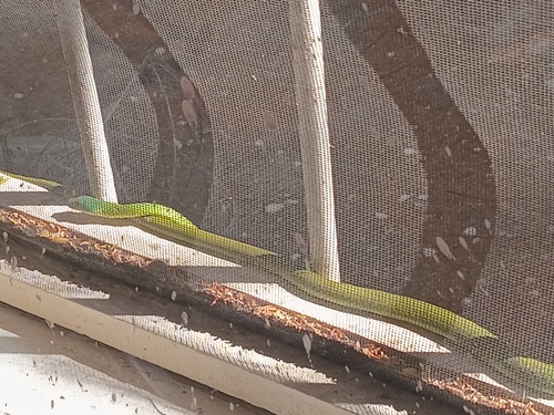 Common Bush Snake