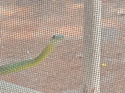Common Bush Snake