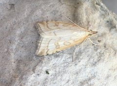 Udea lutealis