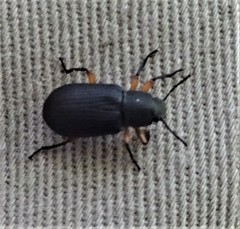 Haplandrus fulvipes