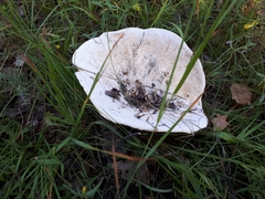 Lactifluus bertillonii