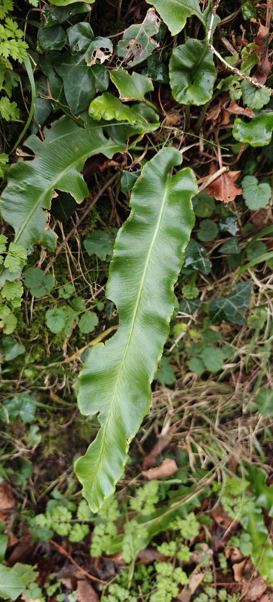 Imagem de Língua-de-veado