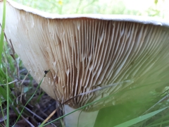 Lactifluus bertillonii