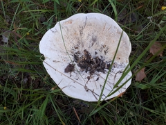 Lactifluus bertillonii