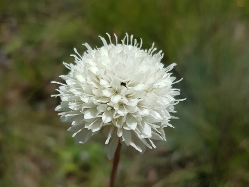 Cephalaria zeyheriana (Cephalaria zeyheriana)