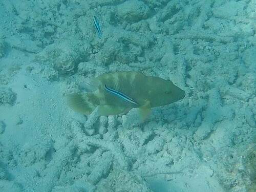 Tripletail Maori Wrasse (Cheilinus trilobatus)