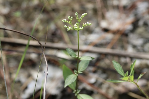Image of Mitreola petiolata by (c) er-birds, some rights reserved (CC BY)