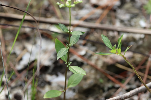 Image of Mitreola petiolata by (c) er-birds, some rights reserved (CC BY)