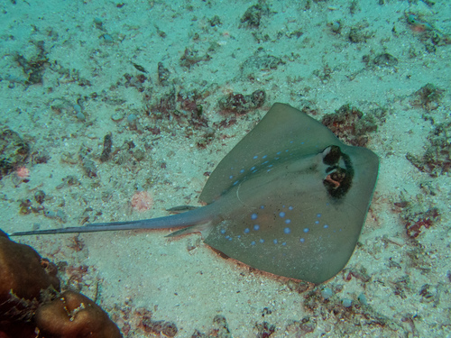 Moluccan Bluespotted Maskray