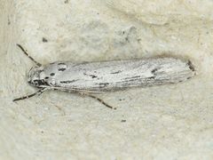 Ethmia discostrigella