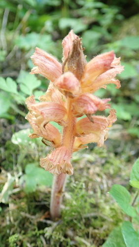 záraza deväťsilová (Orobanche flava)