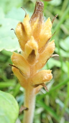 Orobanche flava
