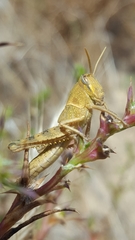 Schistocerca nitens