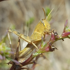 Schistocerca nitens