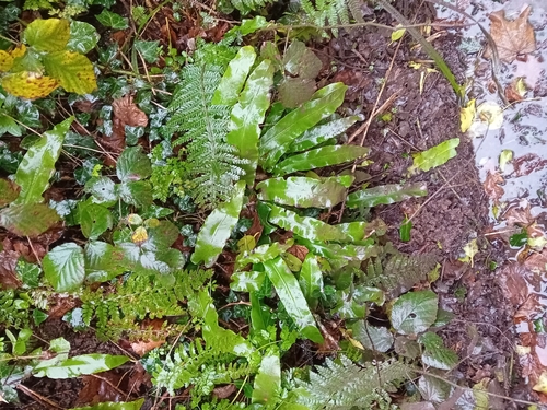 Foto de Língua-de-veado