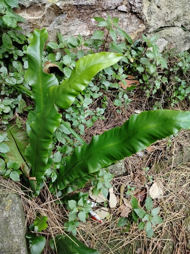 Foto de Língua-de-veado