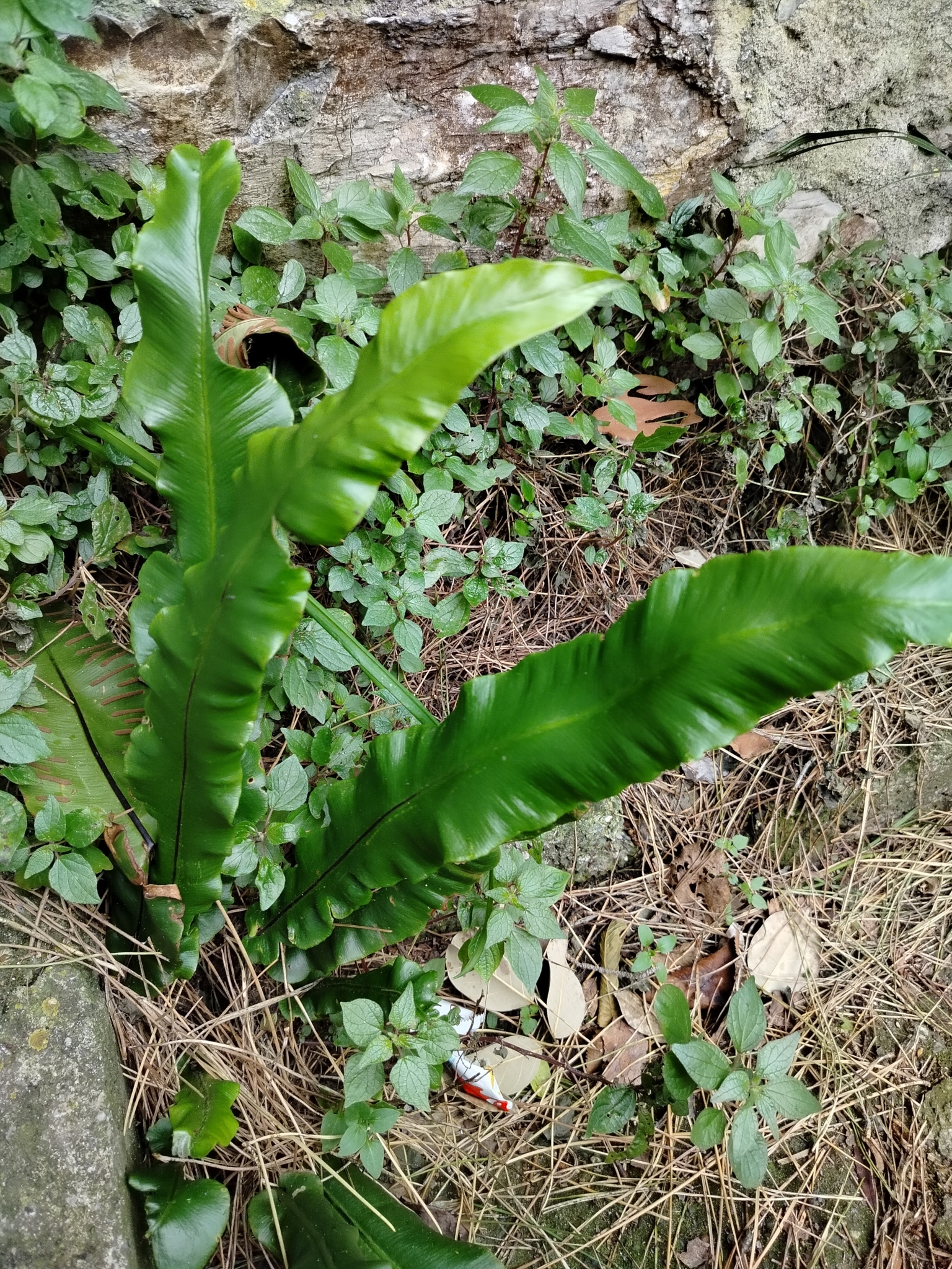 Imagem de Língua-de-veado
