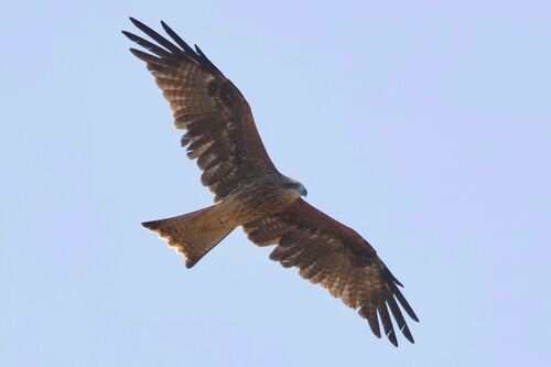 Black Kite