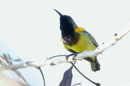 Ornate Sunbird