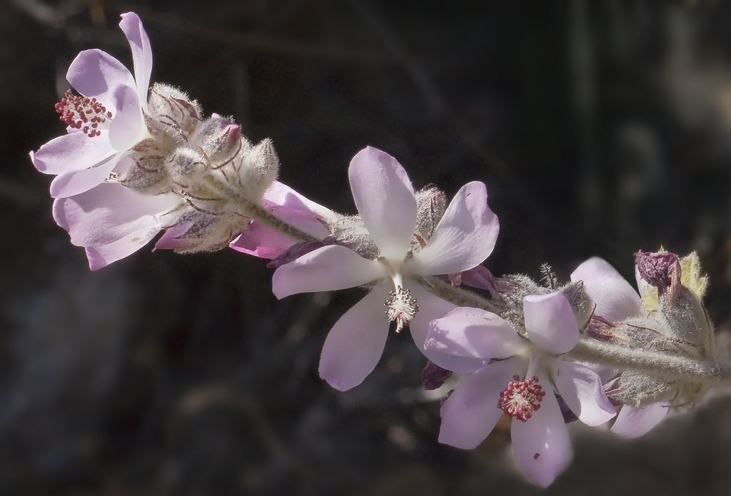 San Clemente Island bushmallow