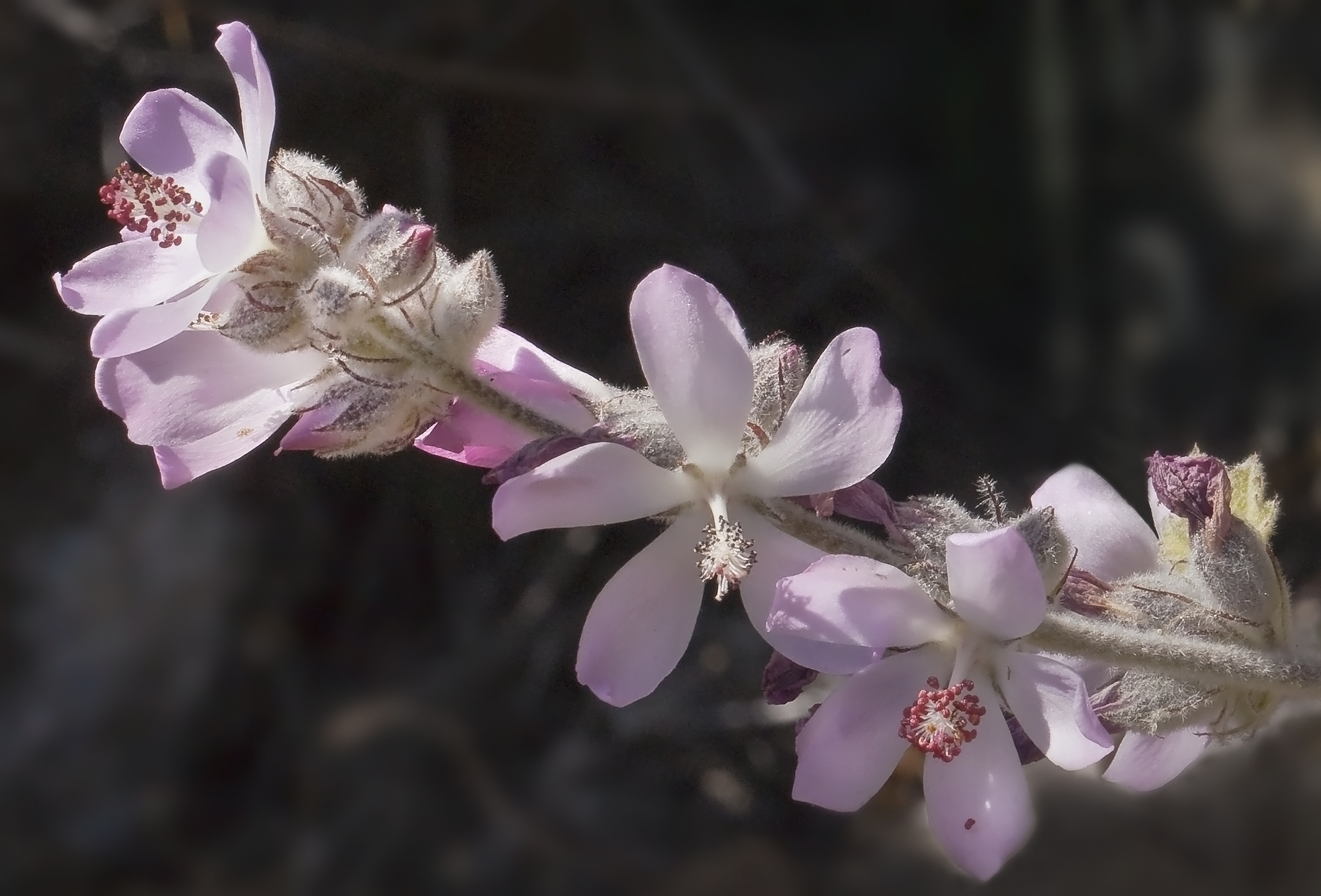 Malacothamnus clementinus