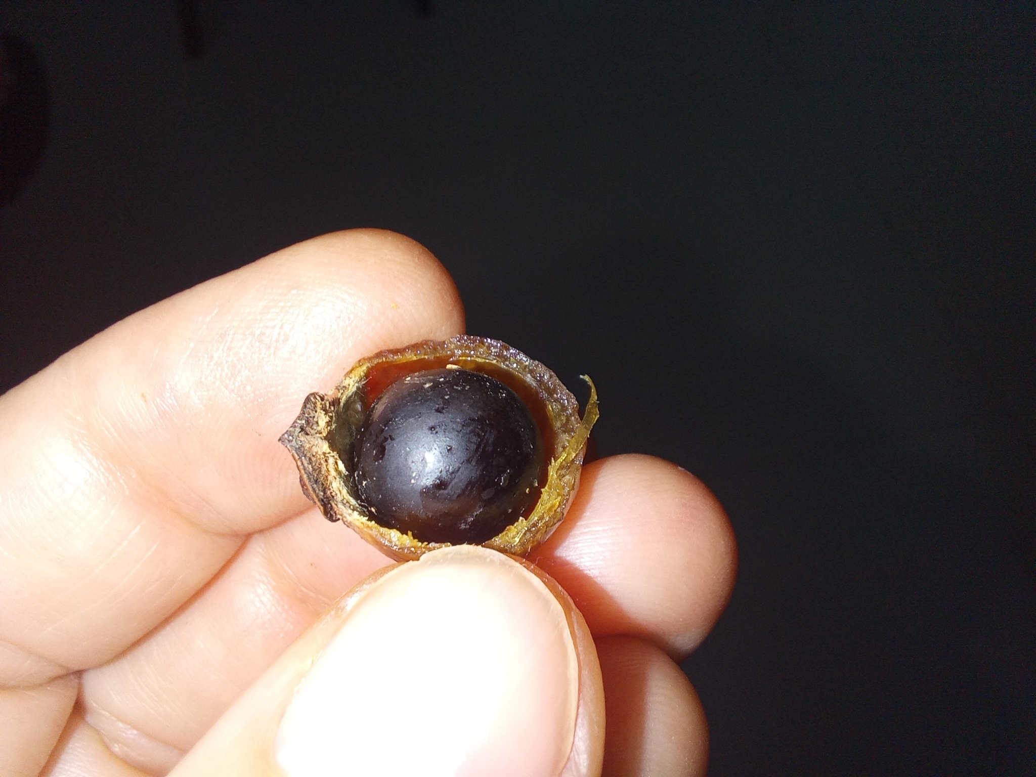 Imagem de Fruta-de-sabão