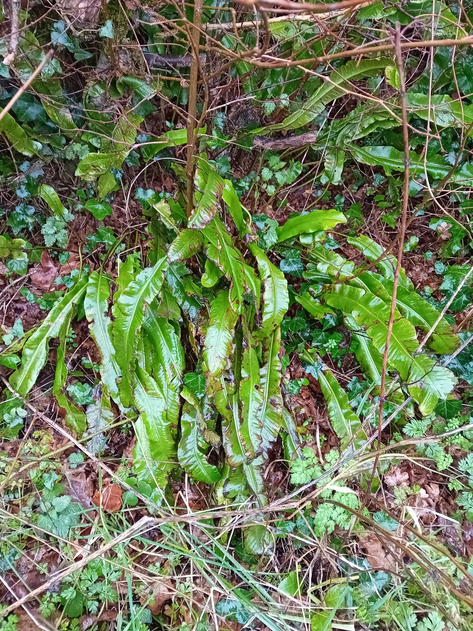 Imagem de Língua-de-veado