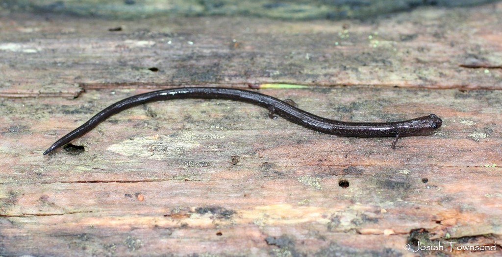 Muralla Worm Salamander