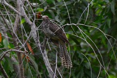 Eudynamys scolopaceus malayanus